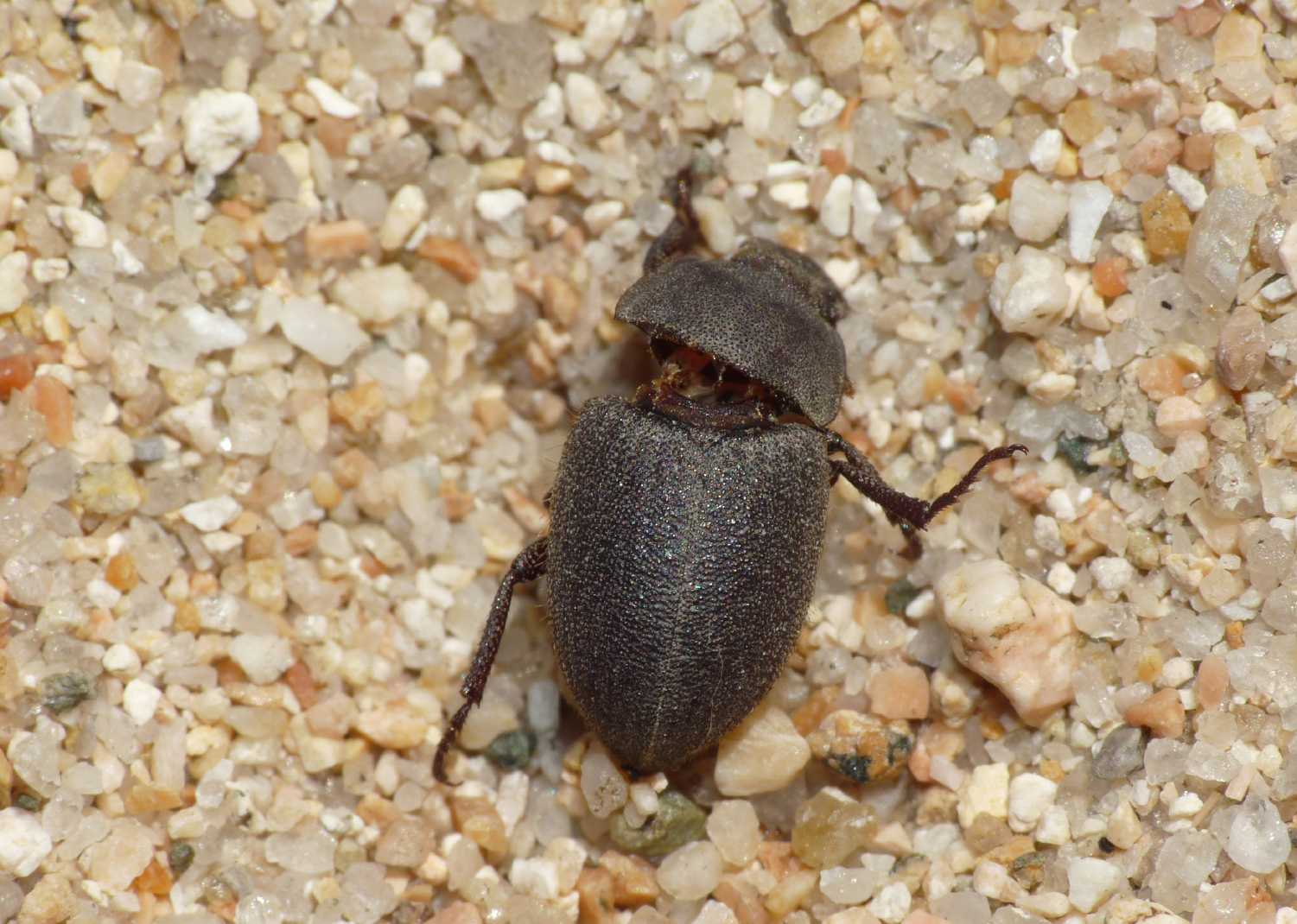 Piccolo Tenebrionidae da determinare: Sinorus colliardi